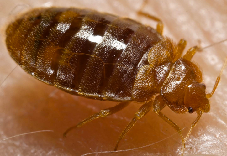 bed_bugs_pictures_-_Google_Search.png